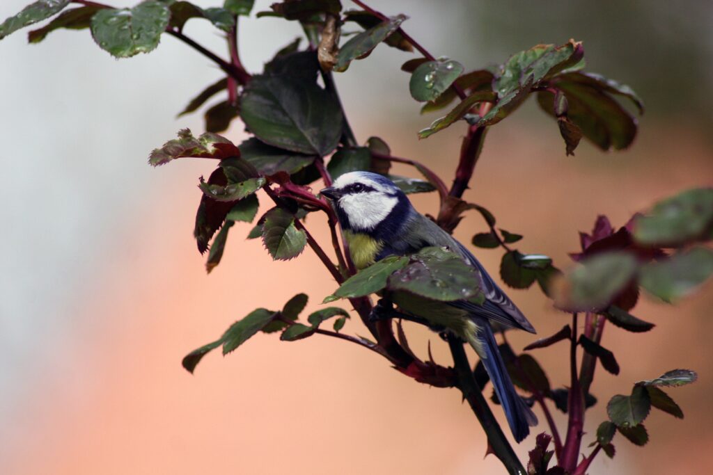 scenic view of beautiful titmouse bird