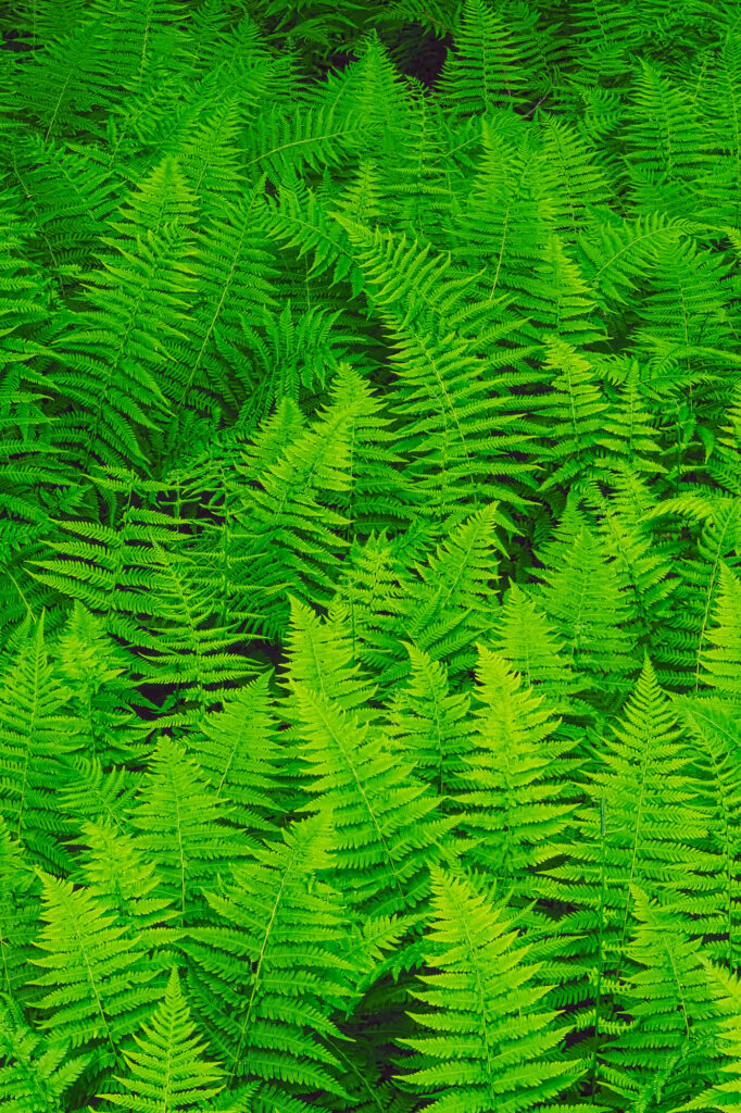 Grüne Farne im Wald, dichtes Blattwerk.