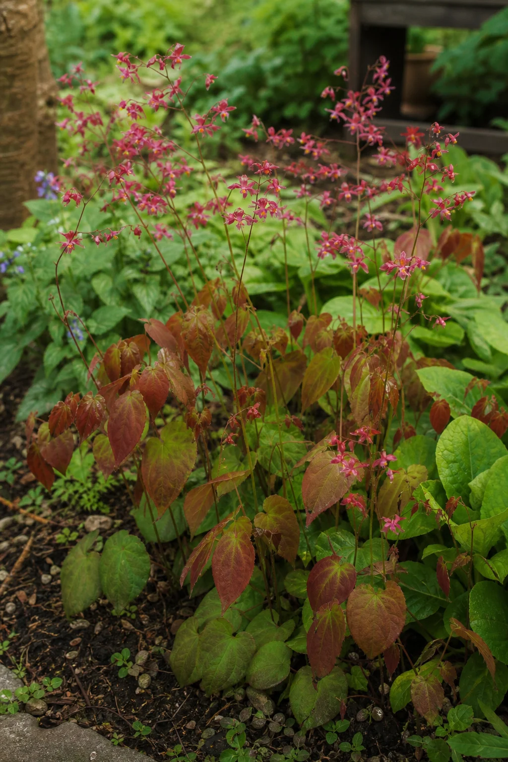 Elfenblume mit rot überlaufenen jungen Blättern und kleinen filigranen rosa-roten Blüten an dünnen Stielen über dem Laub.