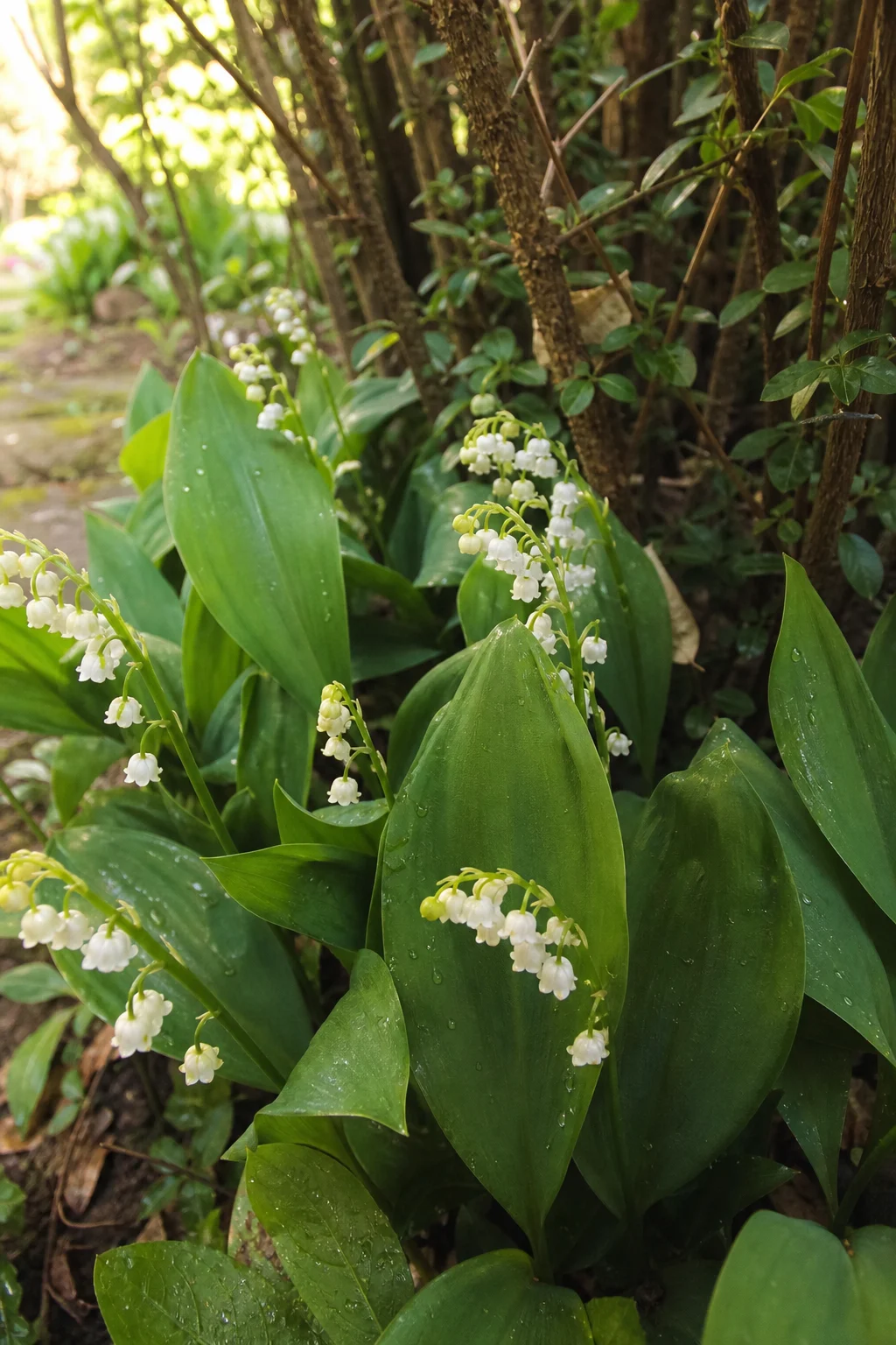 Maiglöckchen mit kleinen weißen Glockenblüten unter einer Hecke, glänzende breite grüne Blätter darunter, Tautropfen im Morgenlicht sichtbar.