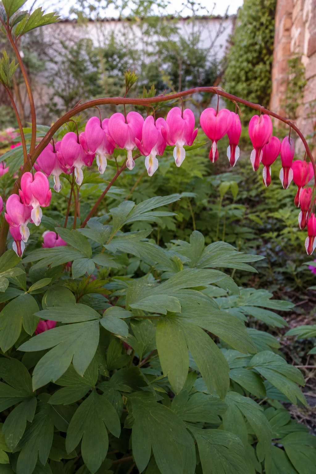Tränendes Herz mit Reihen rosa herzförmiger Blüten an überhängenden Stielen über blaugrünem fein geteiltem Laub in einem Gartenbeet.