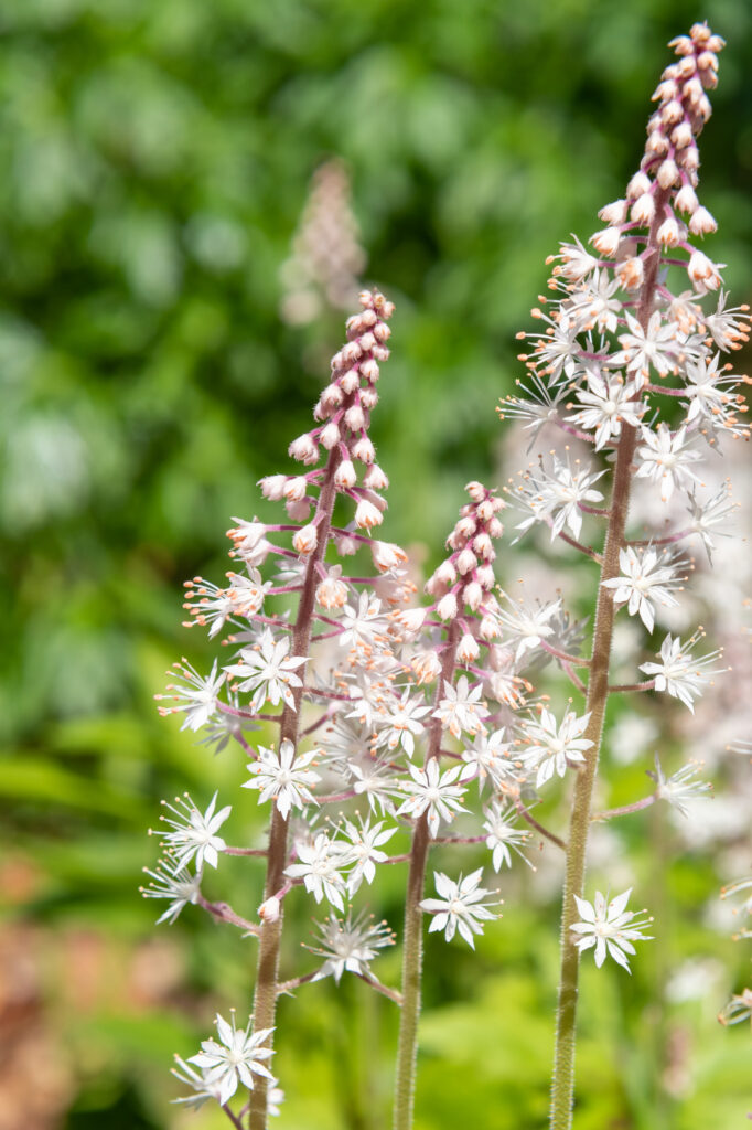 Weiße Schaumblüten vor grünem Hintergrund.