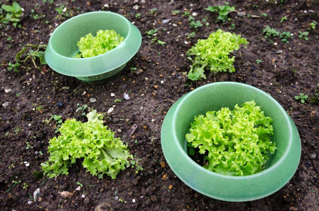 Schneckenschutz im GArten