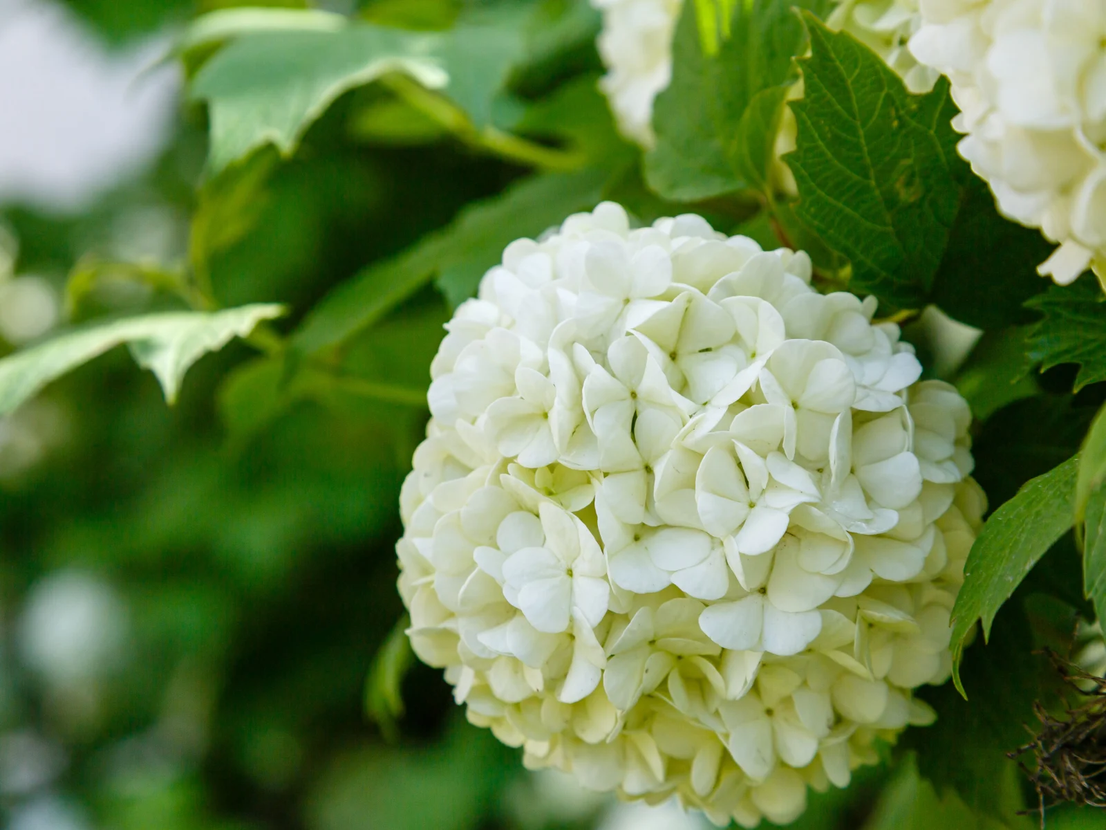 Chinese snowball viburnum flower heads are snowy. Guelder rose (viburnum opulus, viburnum Boul de Neige) in spring garden. Decorative shrubs in landscape design