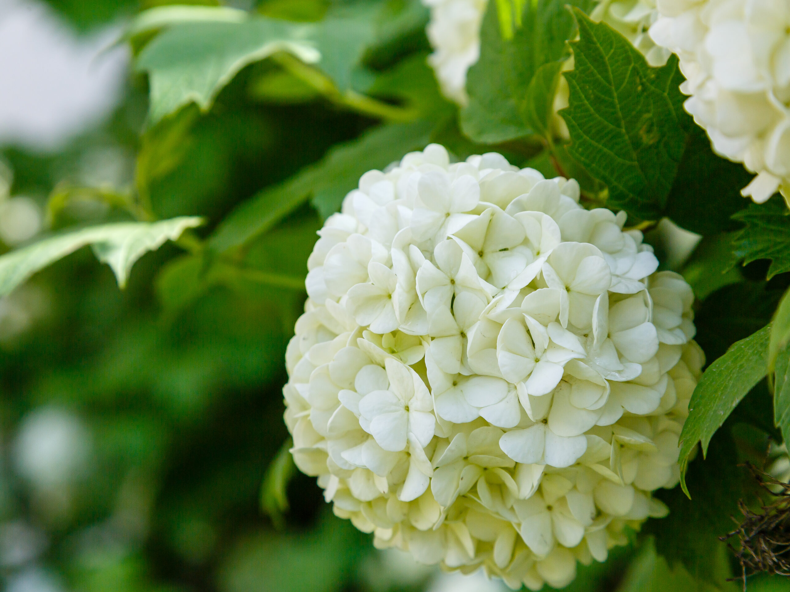 Chinese snowball viburnum flower heads are snowy. Guelder rose (viburnum opulus, viburnum Boul de Neige) in spring garden. Decorative shrubs in landscape design