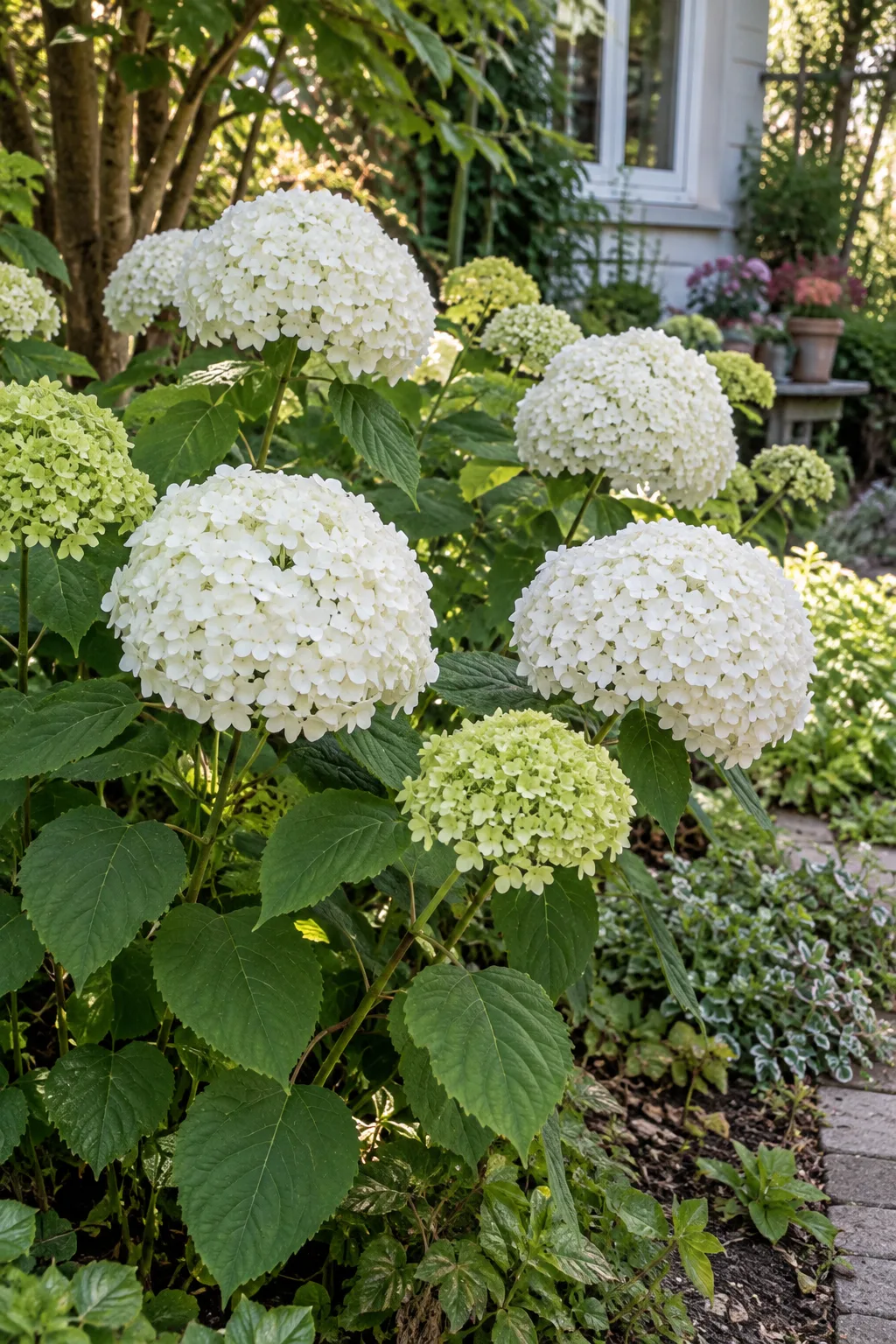 Schneeballhortensie im halbschattigen Beet mit sehr großen, kugelrunden weißen Blütenbällen über hellgrünen, breiten Blättern