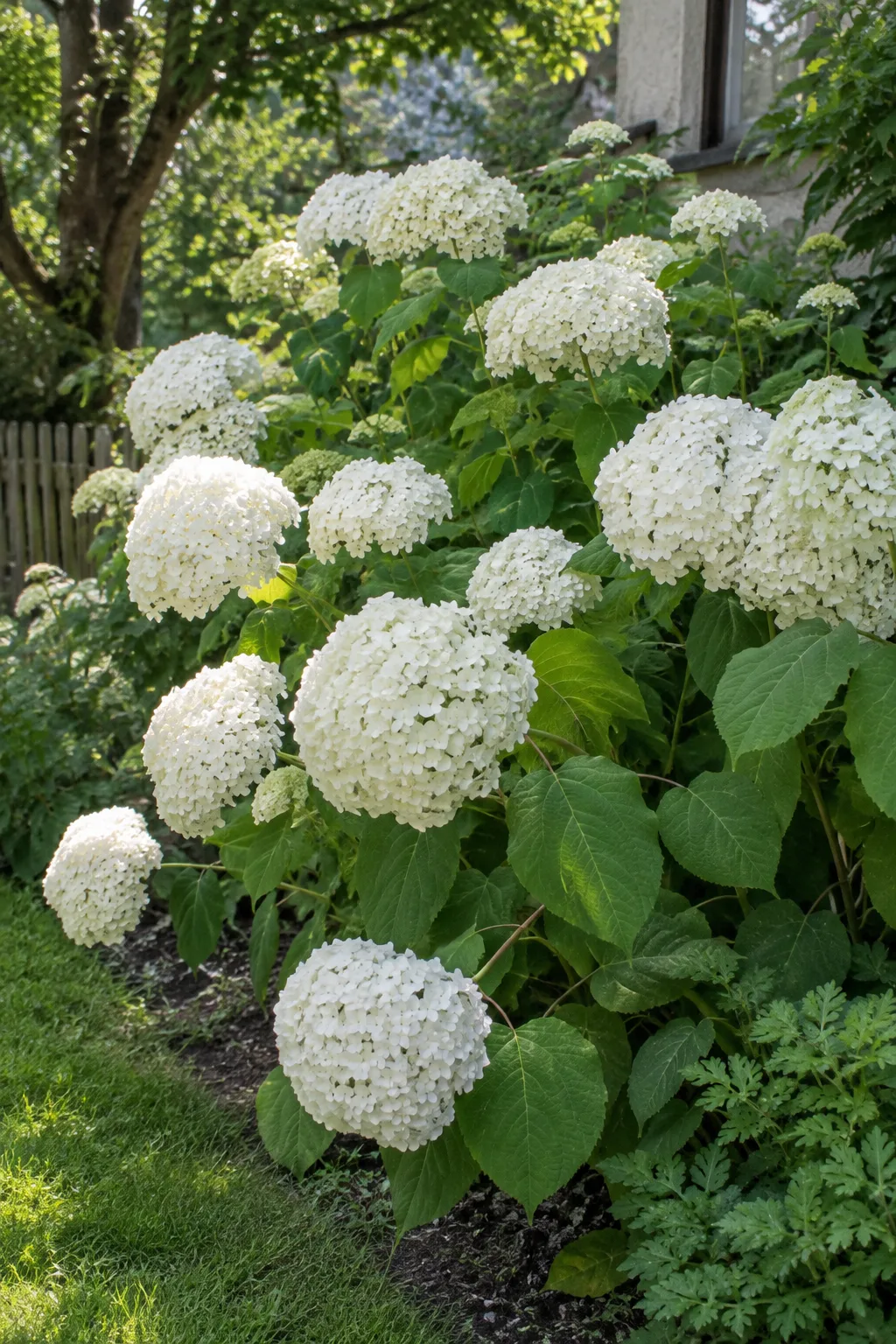 Schneeballhortensie Annabelle im halbschattigen Beet mit sehr großen, kugelrunden, reinweißen Blütenbällen über breiten, gezähnten Blättern