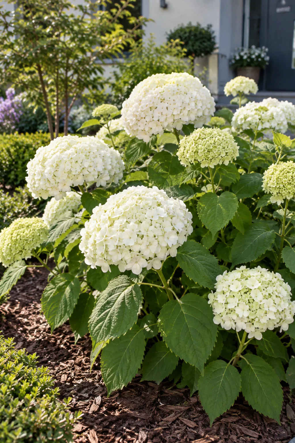 Schneeballhortensie im sonnigen Vorgarten mit sehr großen, runden, reinweißen Blütenbällen über hellgrünem Laub