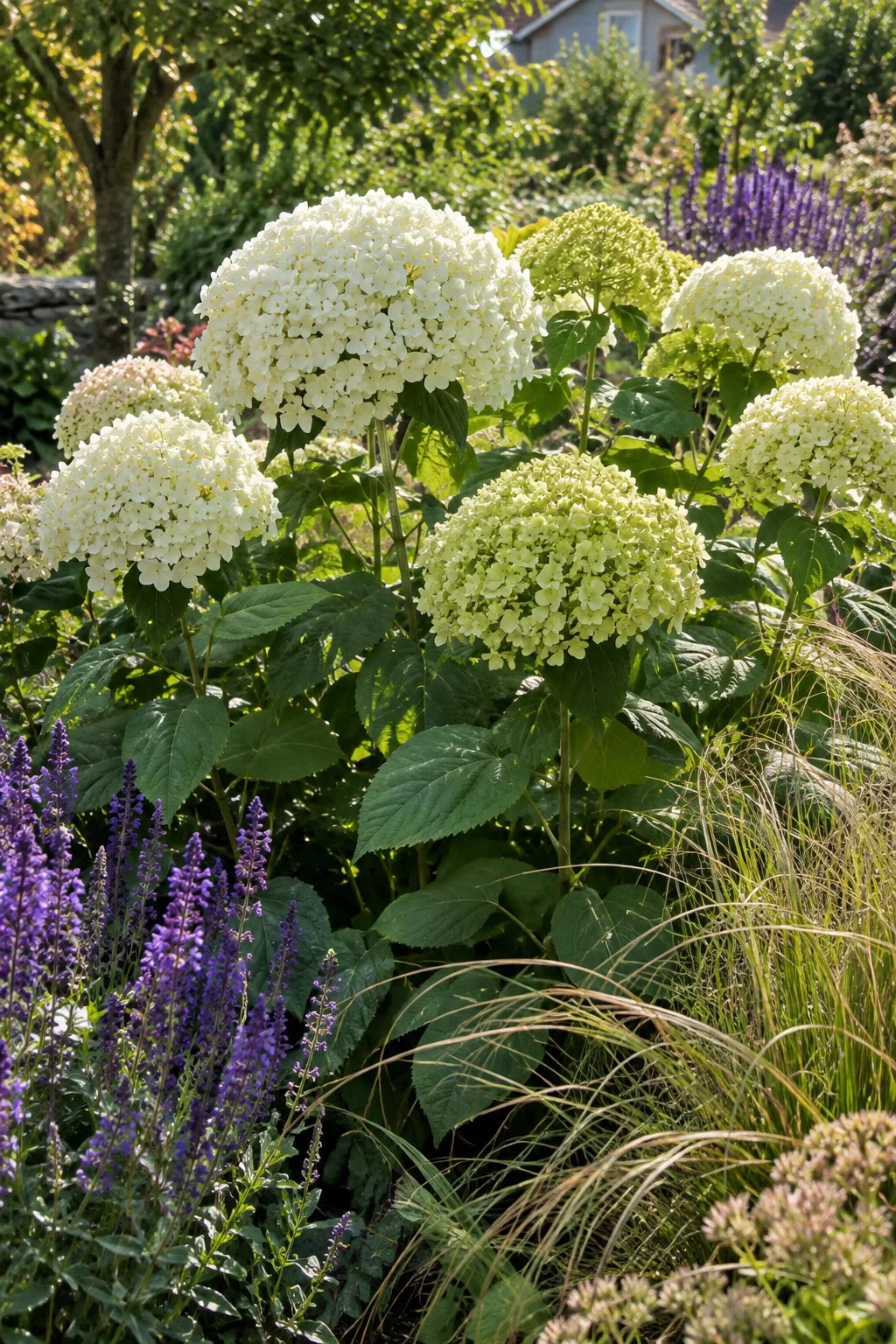 Kompakte Schneeballhortensie mit kräftigen, aufrechten Stielen und großen weißen Blütenbällen in einem sonnigen Staudenbeet