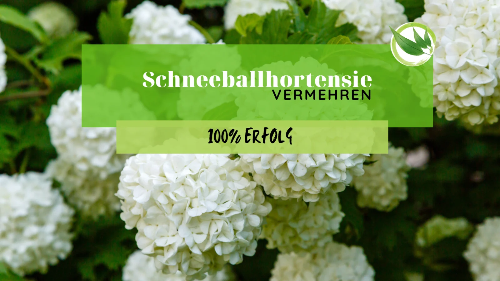 Schneeballhortensie vermehren - 100% Erfolgsrate