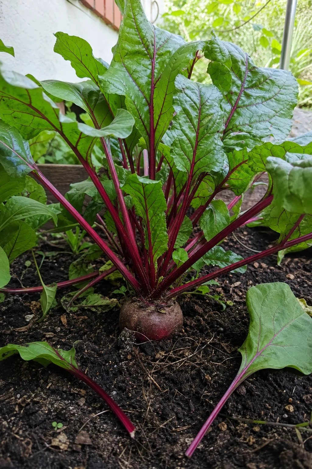 Rote-Bete-Pflanzen im Beet mit glänzenden rot geäderten Blättern, zwei frisch geschnittene Außenblätter liegen daneben, Boden und Wurzelansatz sichtbar.