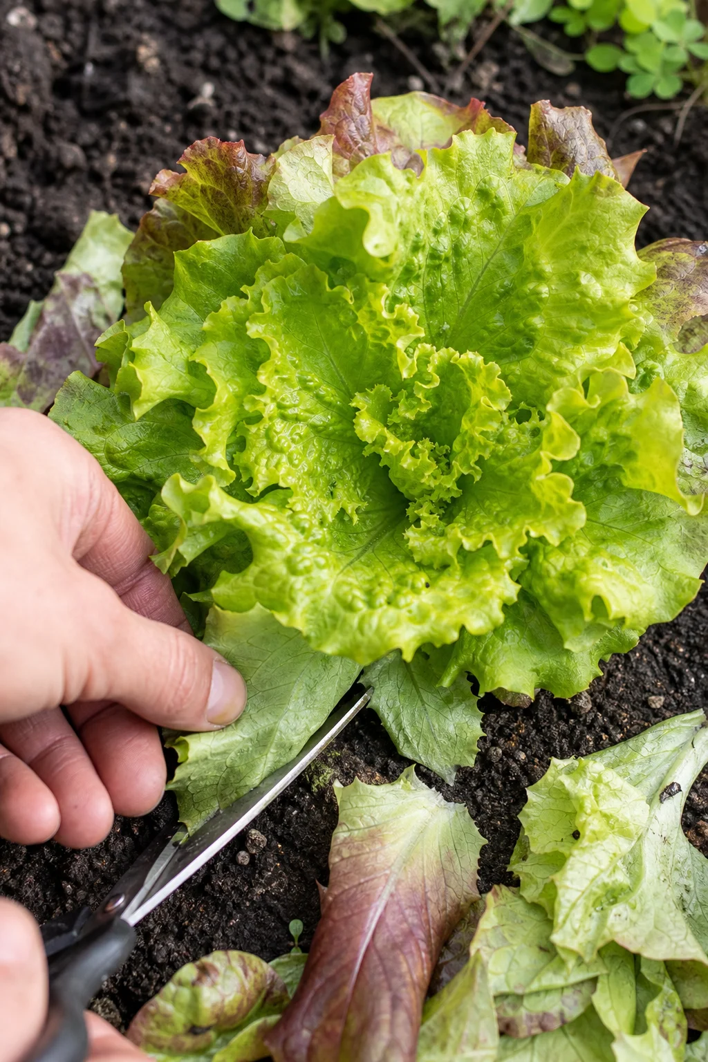 Hand schneidet mit scharfer Schere die äußersten Blätter einer Salat-Rosette ab, das zentrale Herz bleibt deutlich erkennbar stehen.