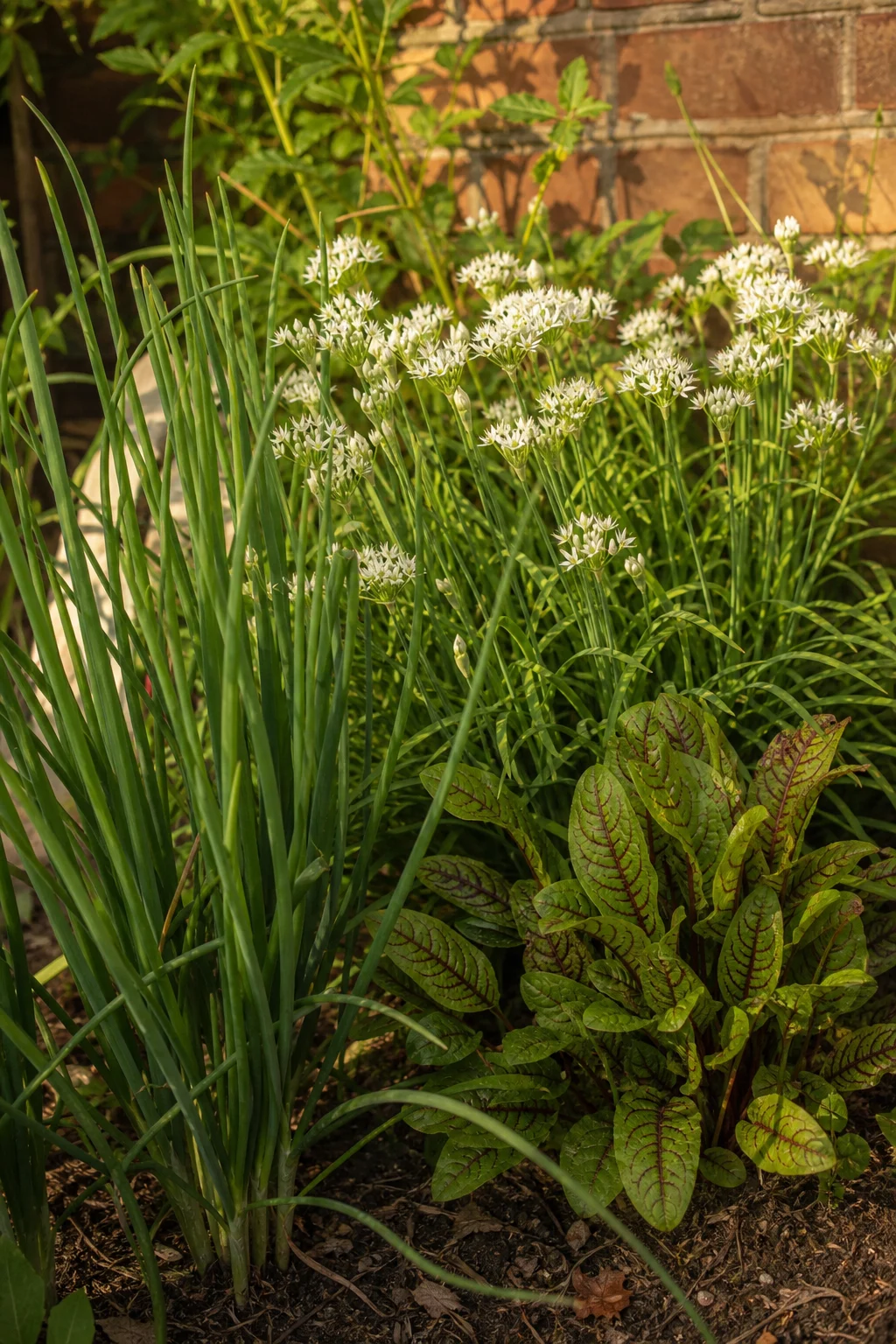 Stauden-Ecke mit Winterheckenzwiebel-Büscheln, blühendem Schnittknoblauch mit weißen Sternblüten und einer Sauerampfer-Staude im Garten.