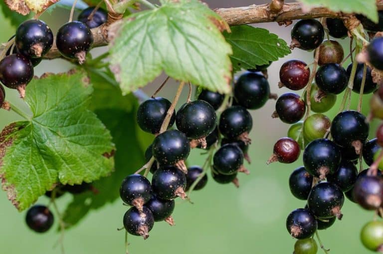 Zweig mit schwarzen Johannisbeeren
