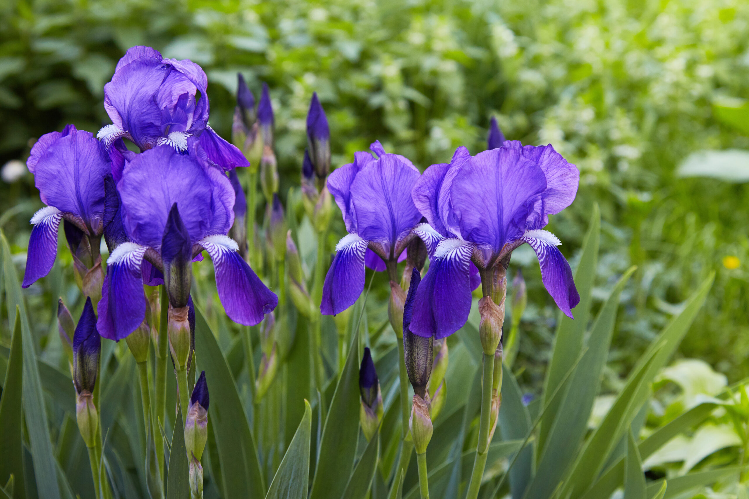 Lila Schwertlilien im Garten
