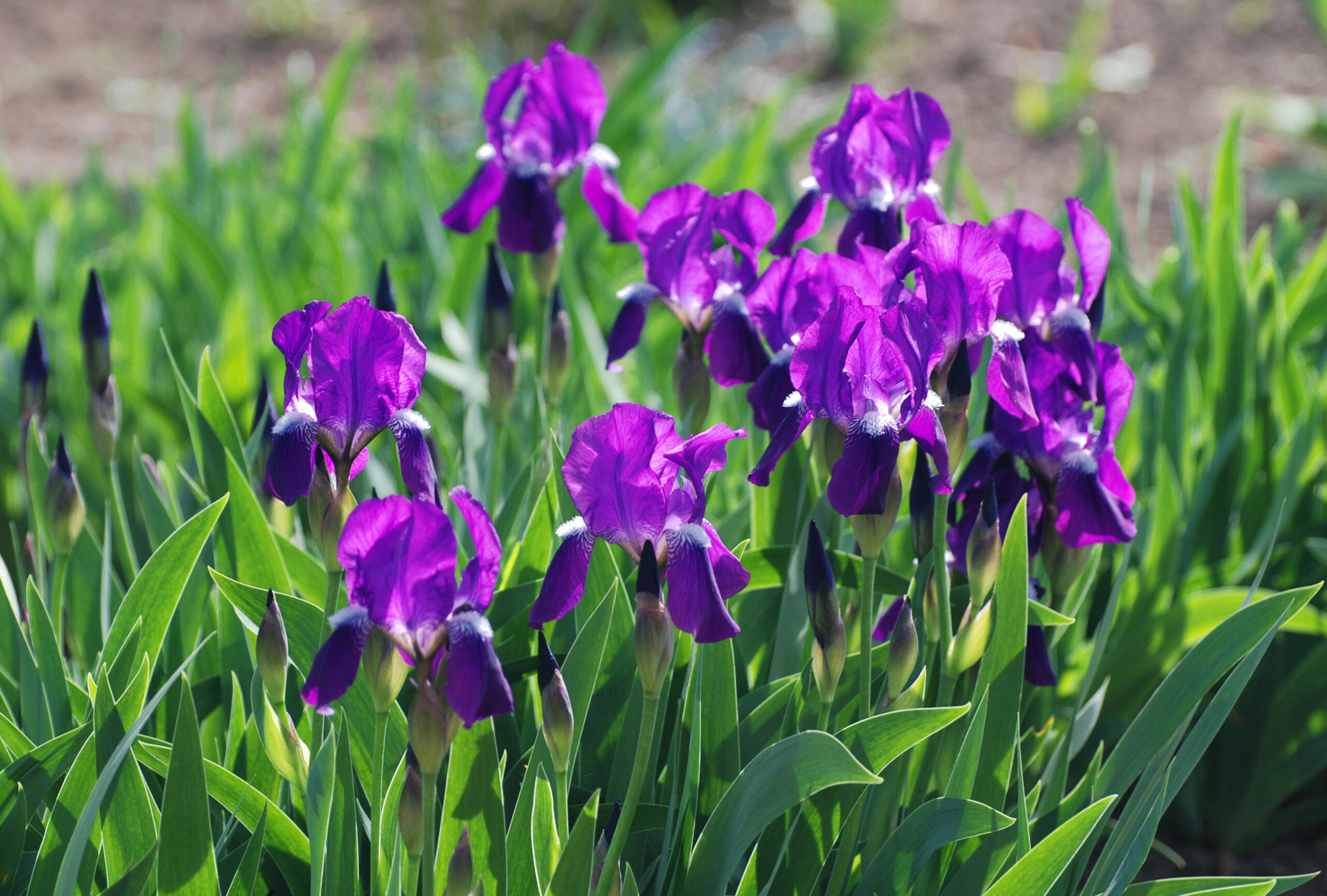 Lila Irisblüten im Garten