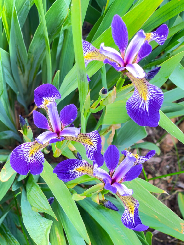 Lila Blumen im grünen Laub