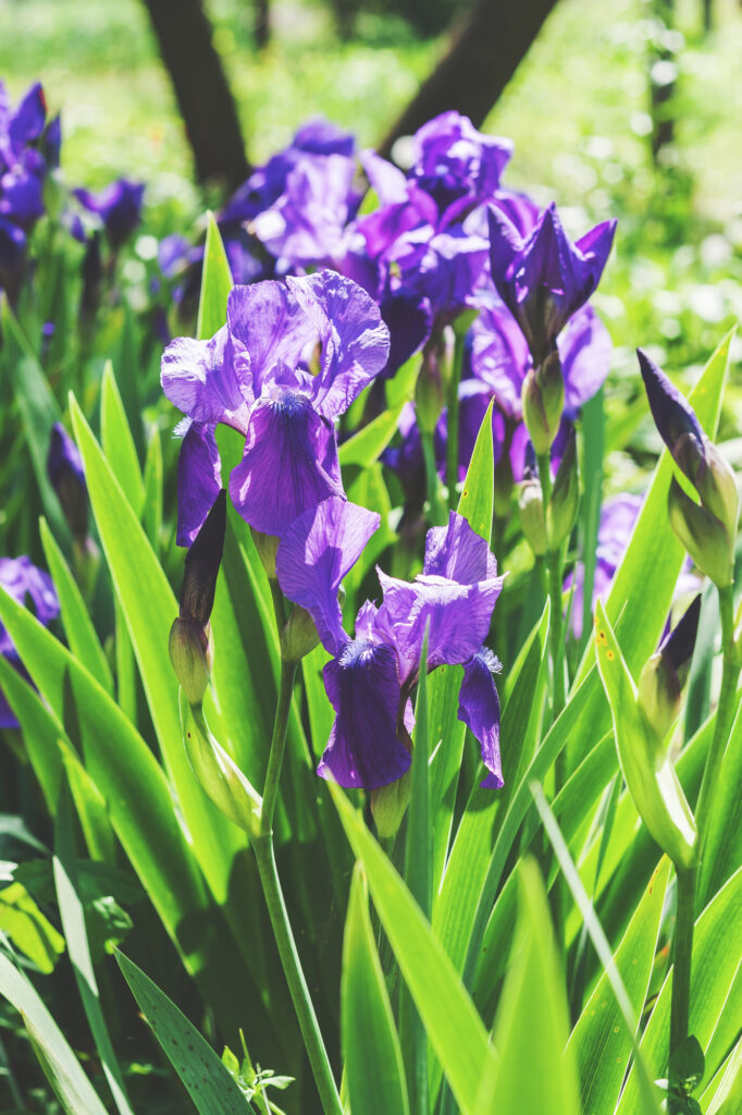 Lila Schwertlilien im Garten blühen