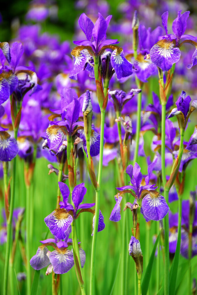 Lila Irisblüten im grünen Feld