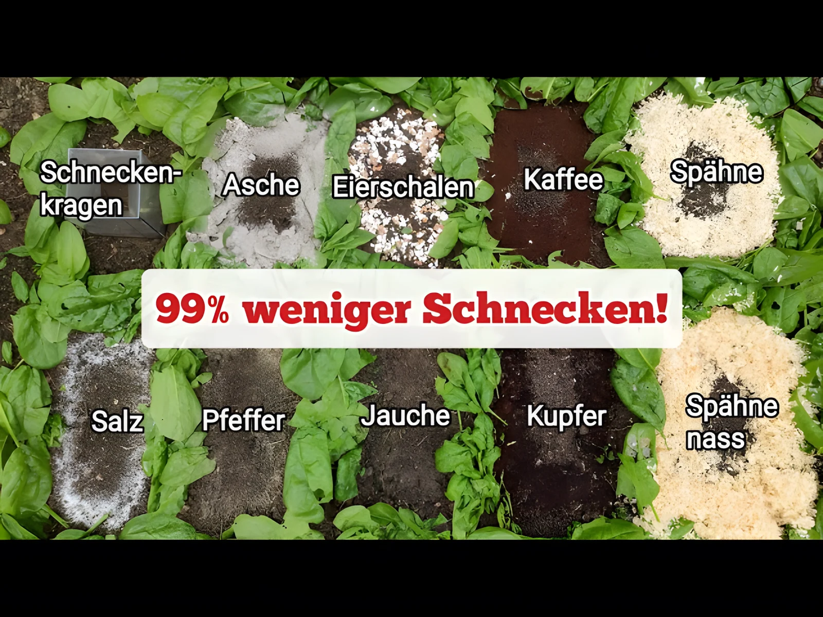 10 Hausmittel, die angeblich gegen Schnecken helfen: Ein Testbericht