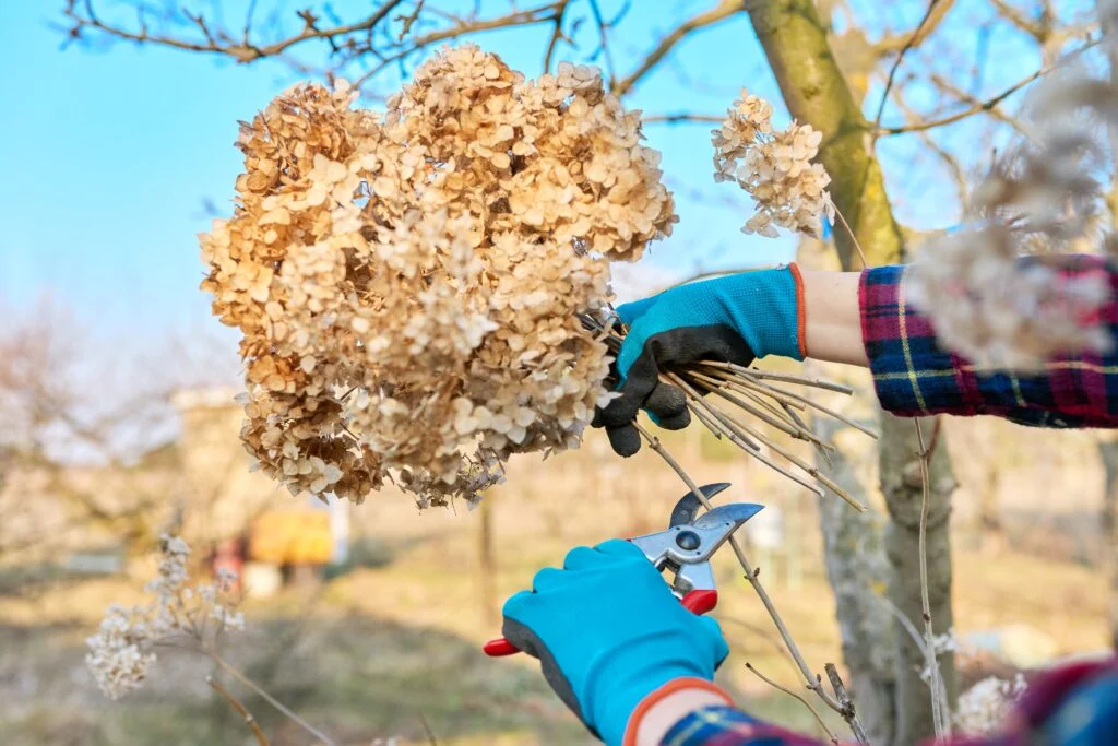 Verblühte Blüten abschneiden