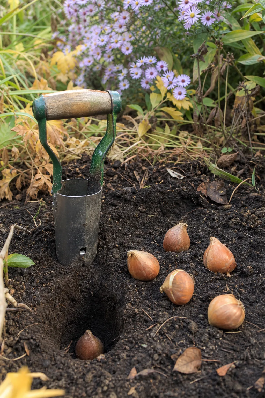 Zwiebelpflanzer im Beet, im ausgehobenen Loch sitzt eine Zwiebel mit der Spitze nach oben, fünf weitere liegen daneben, dahinter blühende Astern