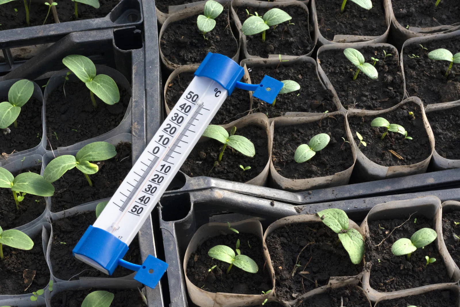 Growing cucumber seedlings. Thermometer showing 25 degrees Celsius.
