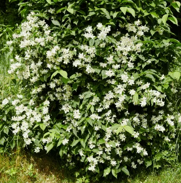 Weiß blühender Bauernjasmin als dichter Strauch