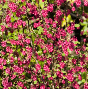 Pink blühende Blut-Johannisbeere im Frühjahr
