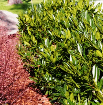 Große glänzende Blätter des Kirschlorbeers in einer dichten Hecke