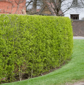 Geschnittene Ligusterhecke als grüne Wand entlang eines Rasens