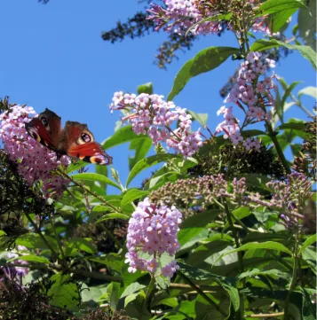 Violette Blütenrispen des Sommerflieders mit einem Schmetterling