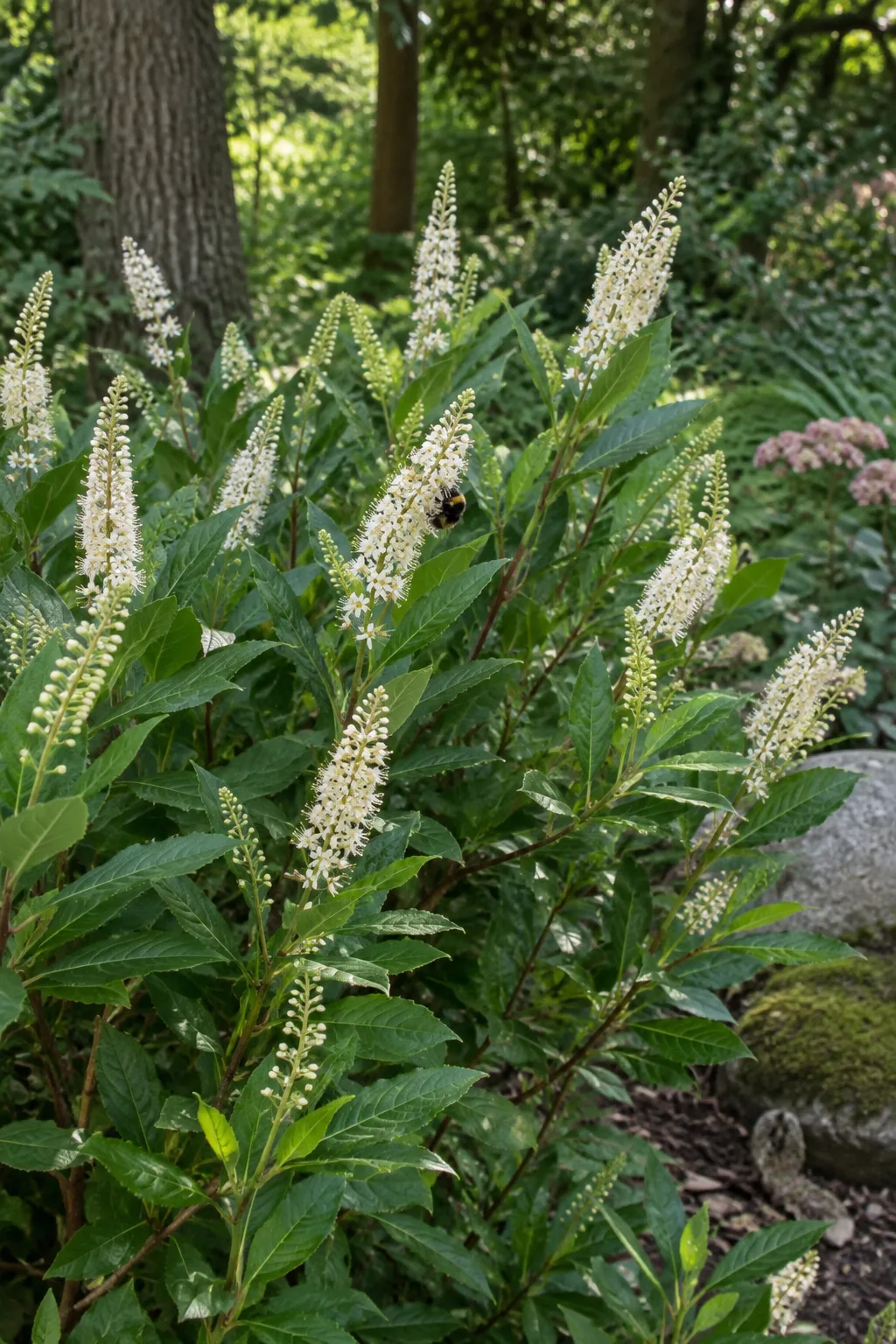 Silberkerzenstrauch im lichten Schatten mit vielen aufrechten, schlanken Kerzen aus winzigen weißen Blüten, eine Hummel sitzt an einer Kerze