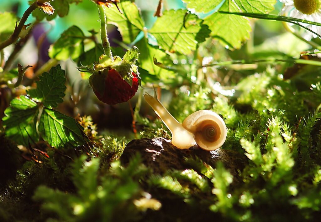 snail, shell, mollusk