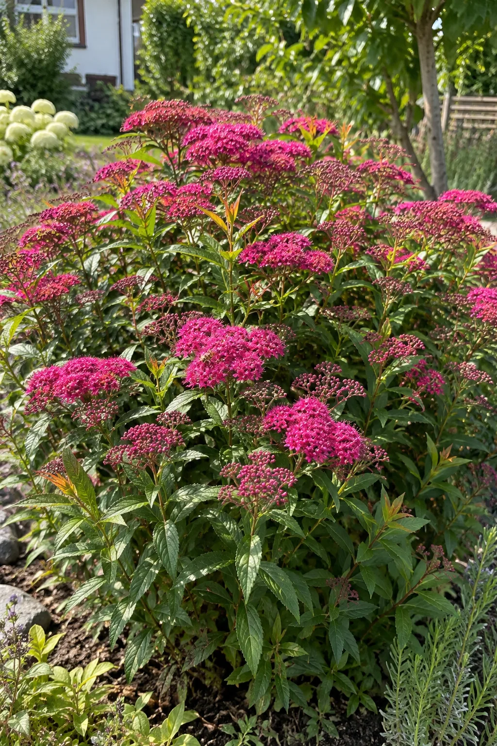 Rundlicher Sommerspierenstrauch mit schmalen dunkelgrünen Blättern, an den Triebspitzen bronzerot, und flachen Dolden winziger karminroter Blüten