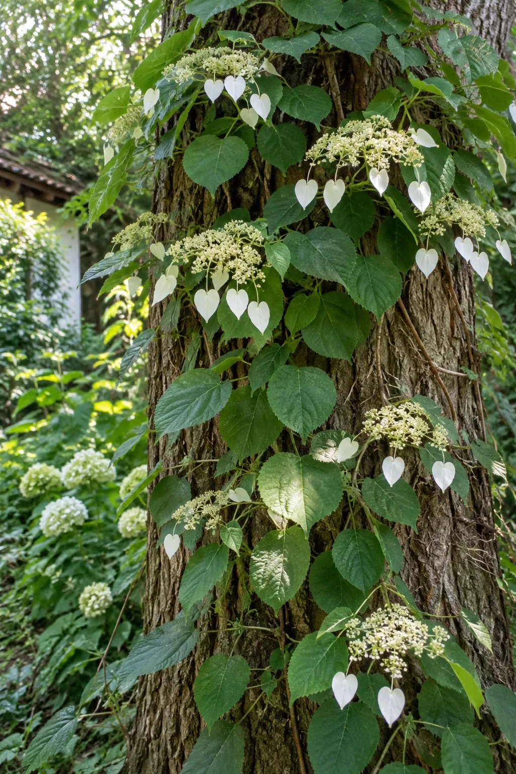 Spalthortensie an einem Baumstamm mit flachen cremeweißen Blütendolden, an deren Rand einzelne große Hochblätter hängen