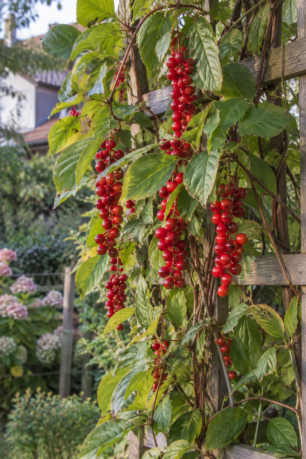 Chinesisches Spaltkörbchen am Holzspalier mit langen, hängenden Trauben glänzend roter Beeren