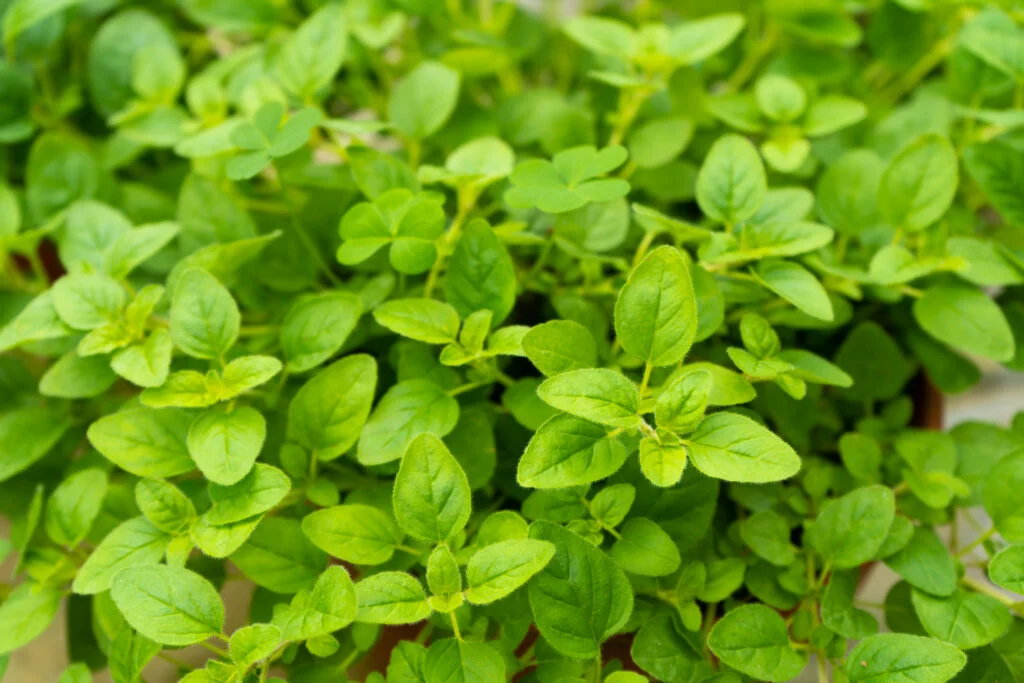 Frischer Oregano
