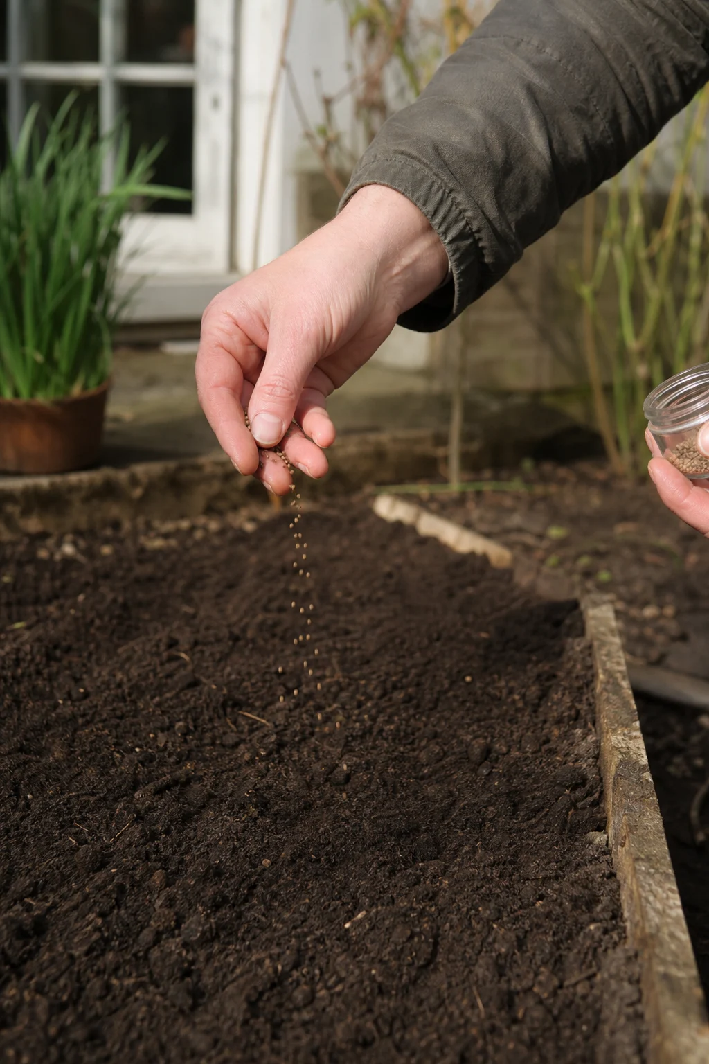 Eine Hand streut Spinatsamen breitwürfig über ein frisch vorbereitetes Beet in einem Gemüsegarten.
