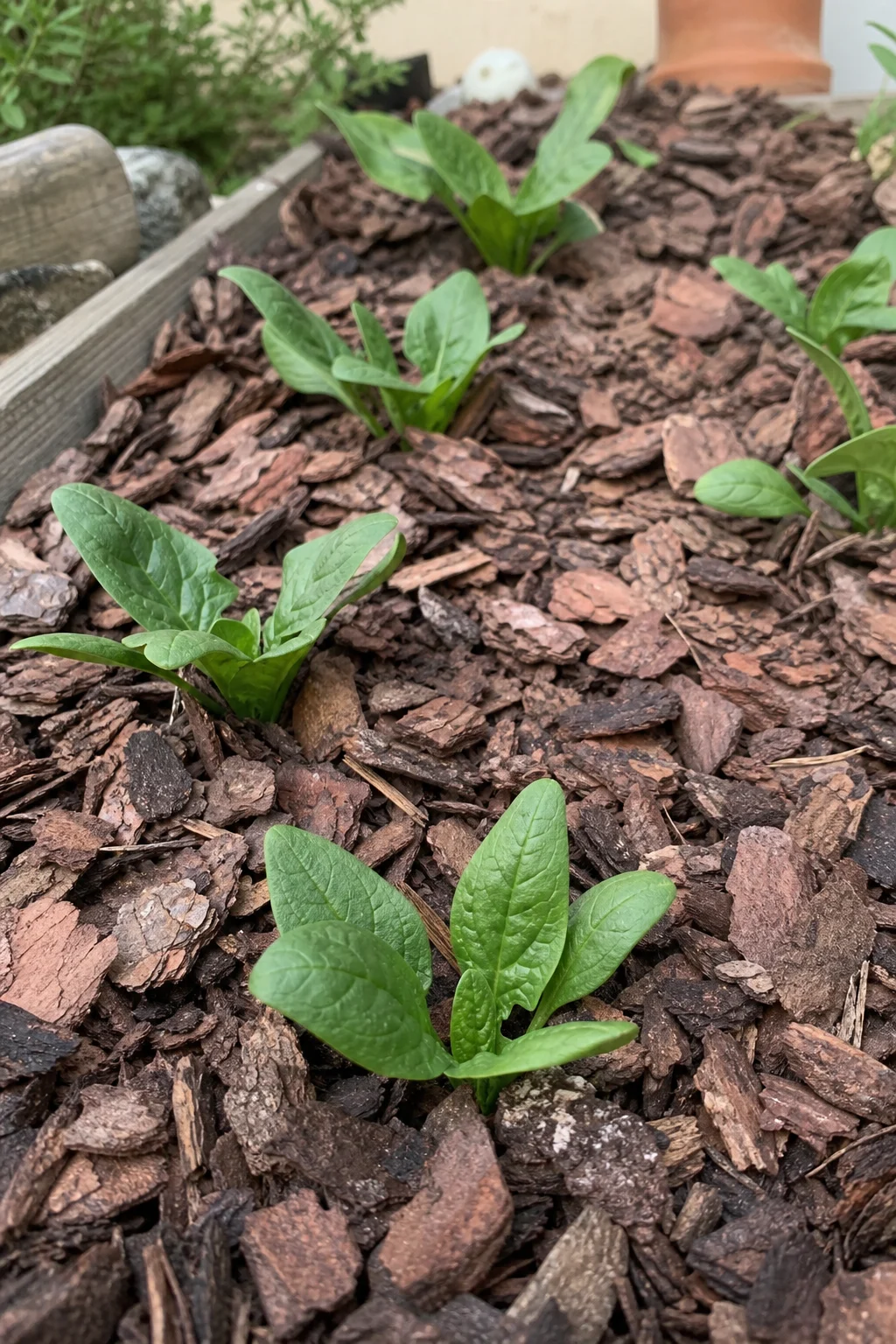 Eine Schicht heller Pinienrinden-Flocken bedeckt den Boden zwischen kleinen Spinat-Keimlingen in einem Gartenbeet.