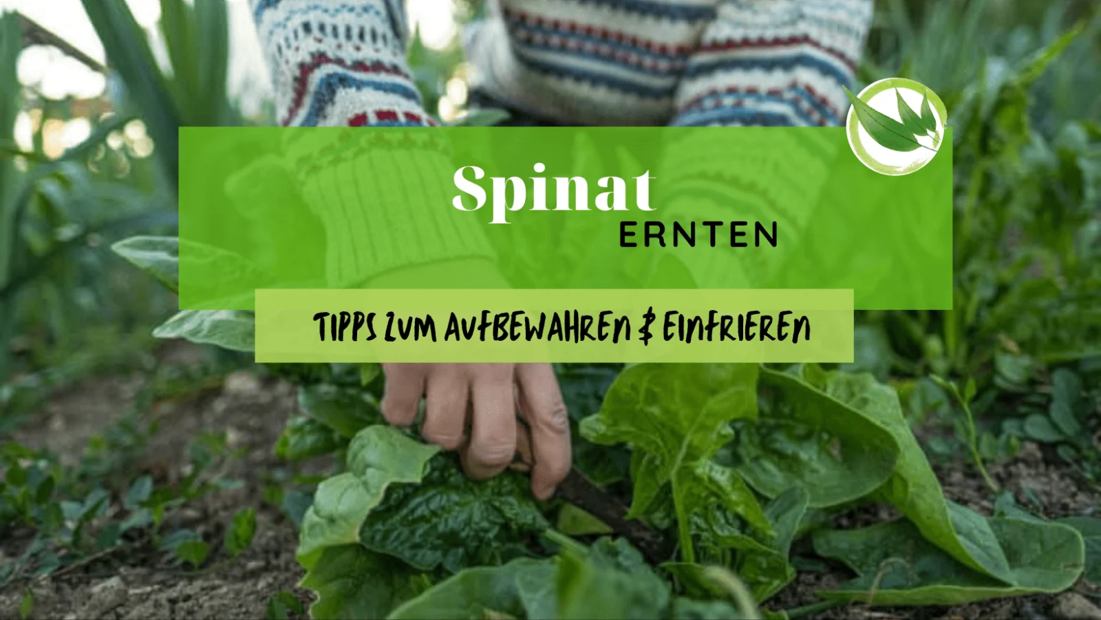 Spinat ernten in 2026 & Tipps zum Aufbewahren & Einfrieren