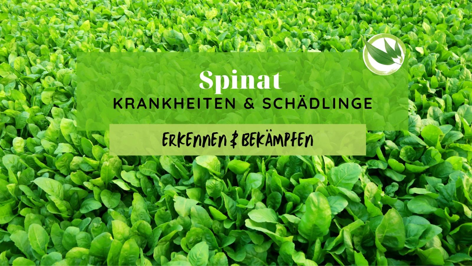 Spinat Krankheiten & Schädlinge erkennen & bekämpfen