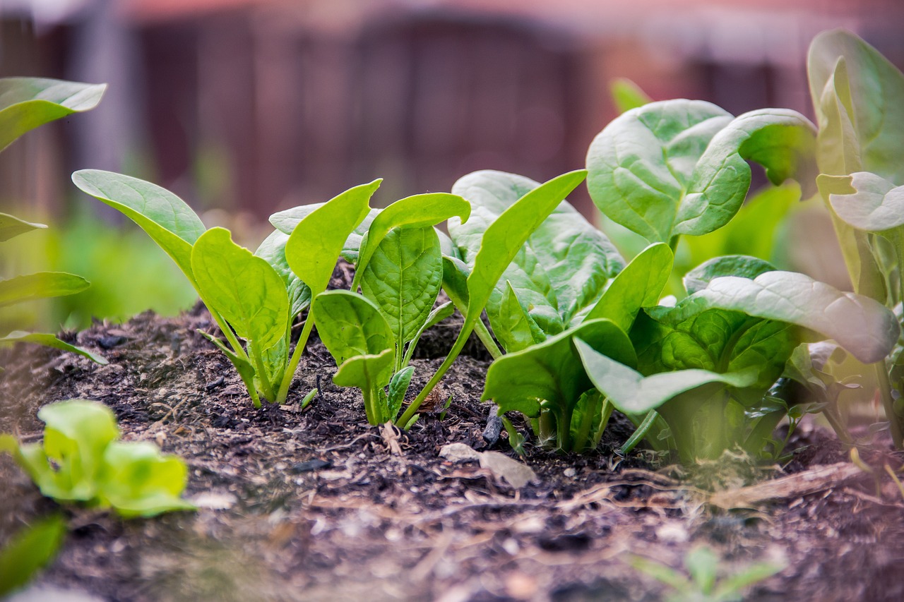 green, plan, food