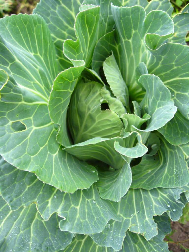 Grüner Kohlkopf im Garten wächst.