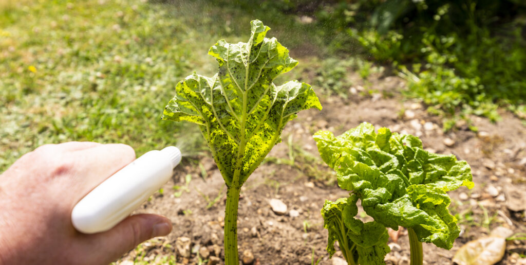 Woman hand using spray on rhubarb plant with infected by many black aphids. Using no pesticide, made with water, green soap and vinegar.