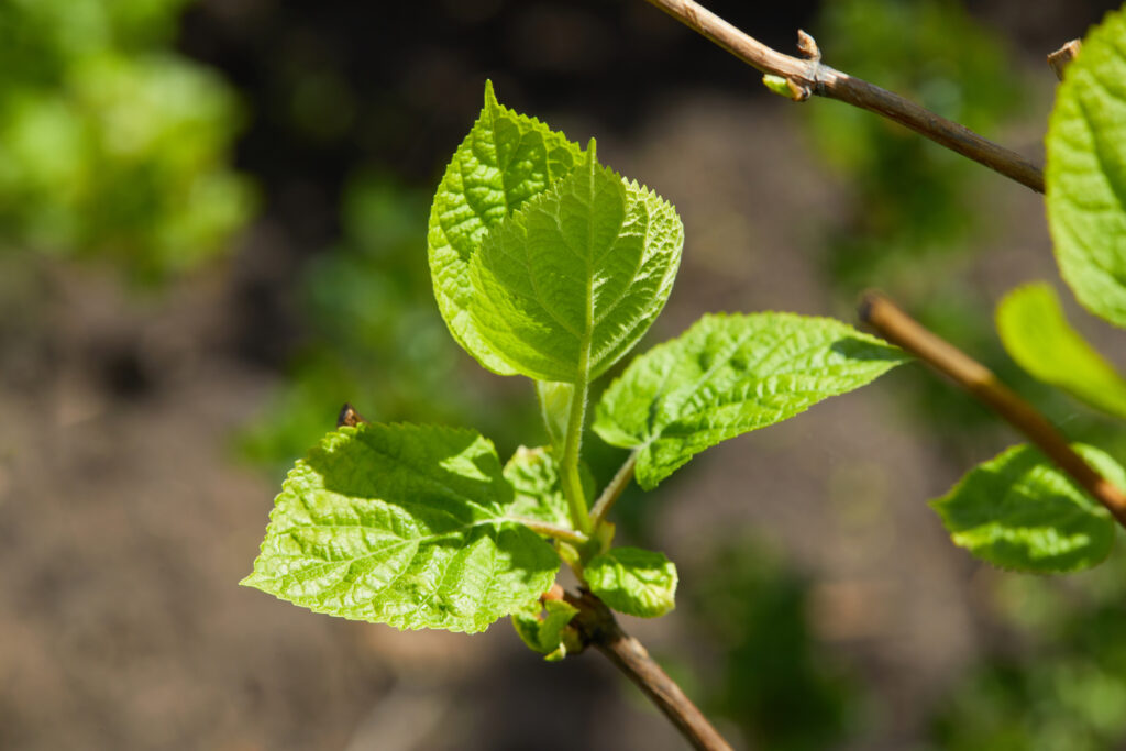 Auslichten der Hortensie
Um die Pflanzen auf den Sommer vorzubereiten, ist das Auslichten im Frühjahr ein wichtiger Schritt. Das Auslichten verjüngt die Pflanzen und steigert ihre Vitalität. Damit die frischen Blütenknospen nicht beeinträchtigt werden, wird die Hortensie nur ausgelichtet. Dafür solltest Du eine Gartenschere verwenden, die vorher geschärft und desinfiziert wurde, damit keine Krankheitserreger über die Schnittstellen in die Pflanze gelangen.