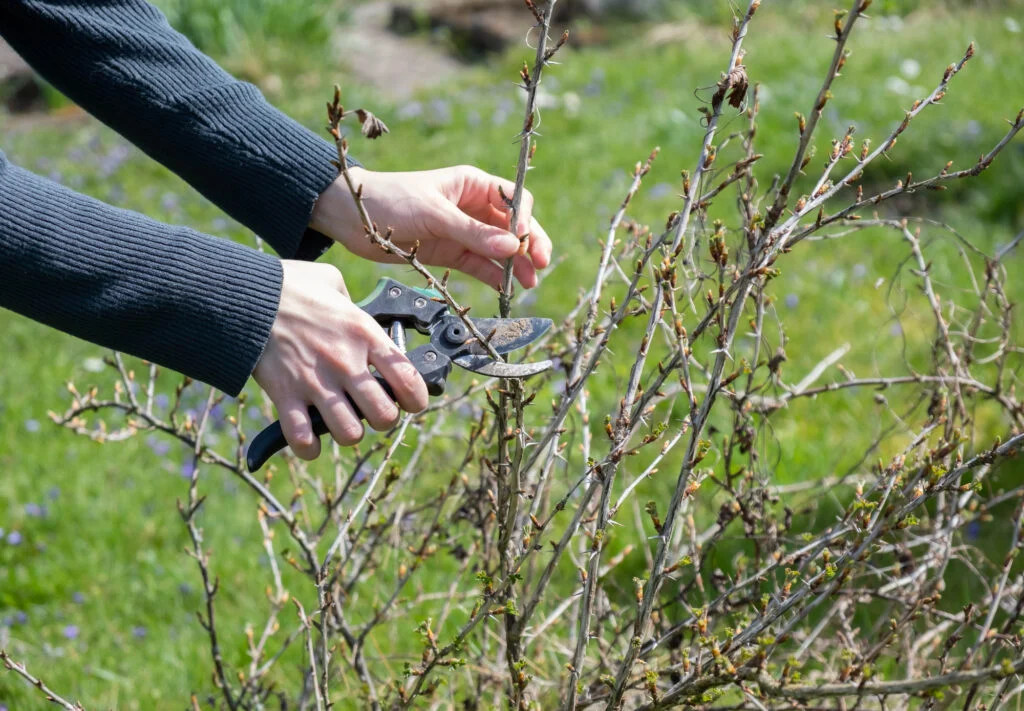 Gartenarbeit, Beschneiden von Sträuchern mit Schere.