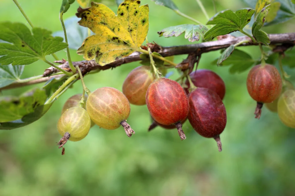 Ein Stachelbeerast im Garten