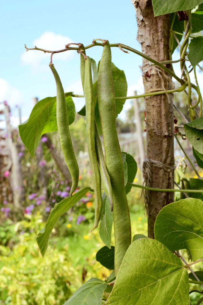 Grüne Bohnen am Strauch im Garten