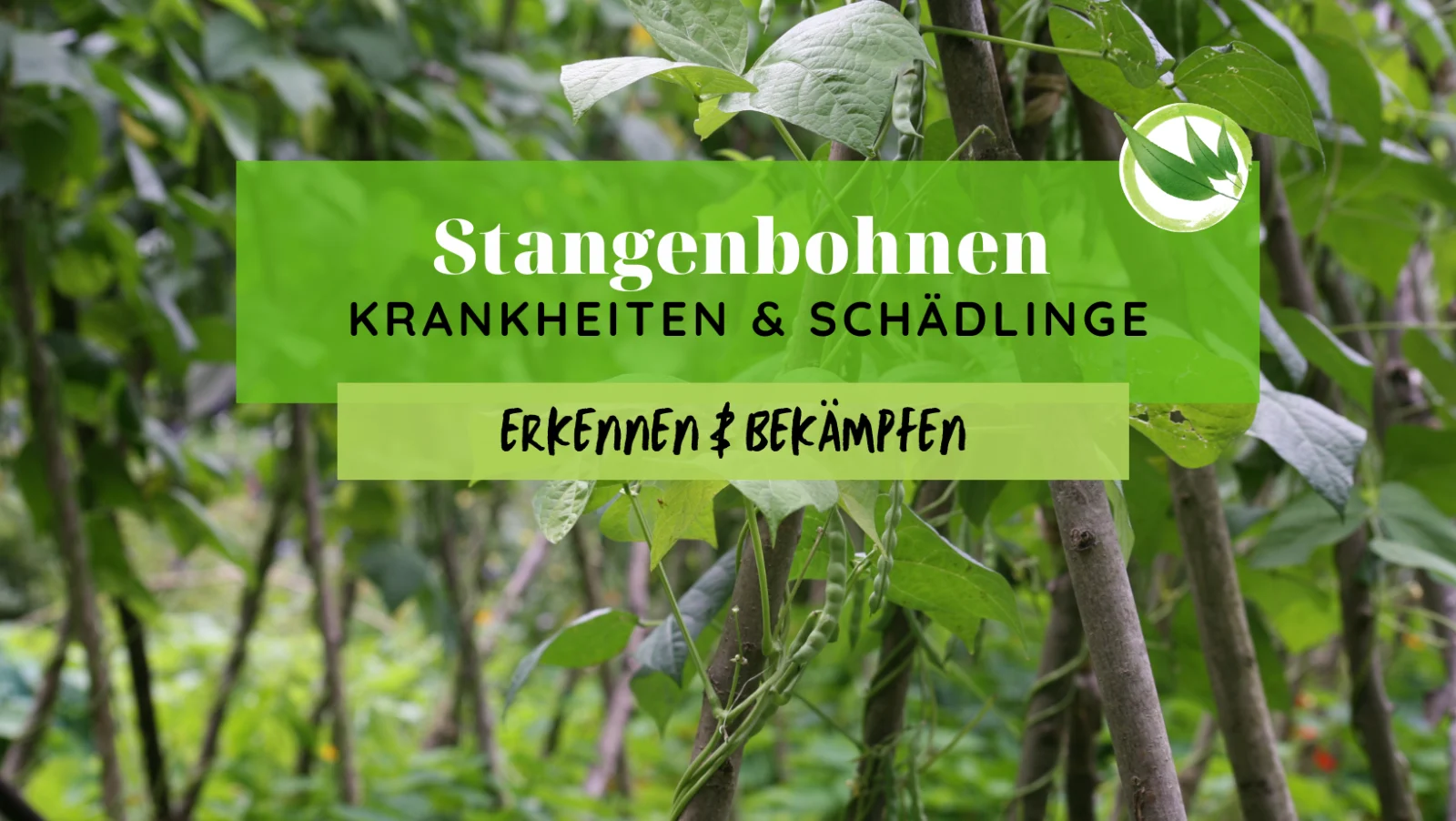 Stangenbohnen Krankheiten & Schädlinge erkennen & bekämpfen
